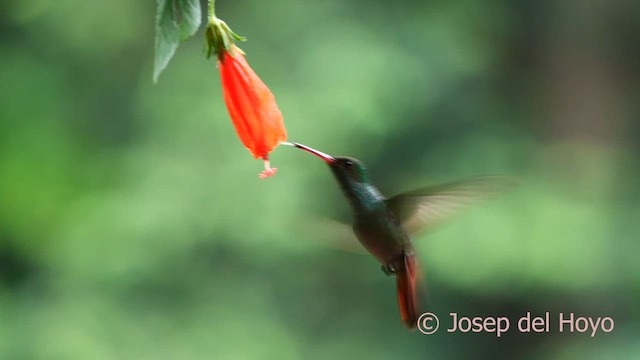Rufous-tailed Hummingbird - ML615386460