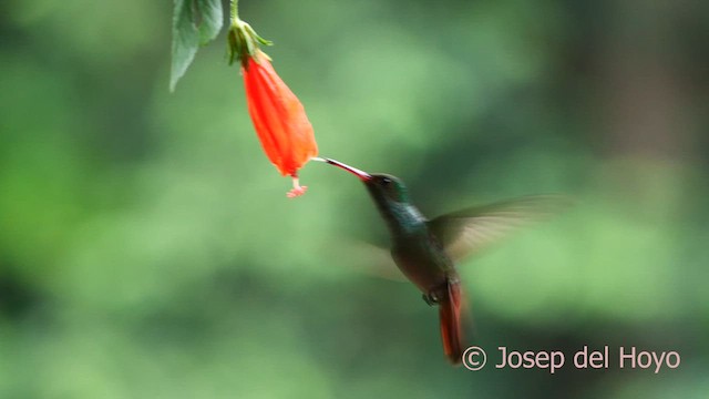 rusthalekolibri - ML615386460