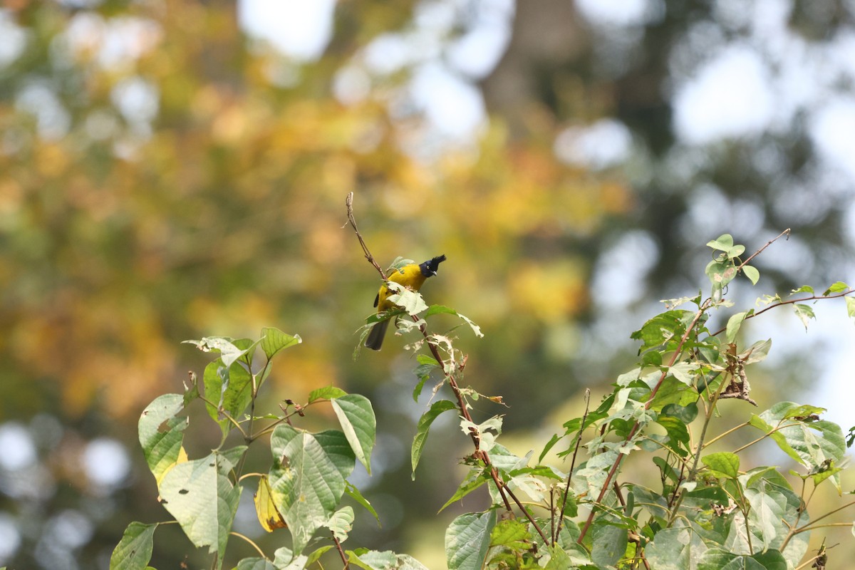 Black-crested Bulbul - ML615386477