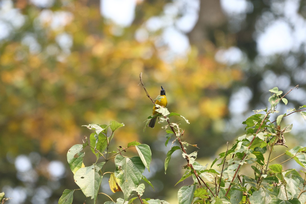 Black-crested Bulbul - ML615386479