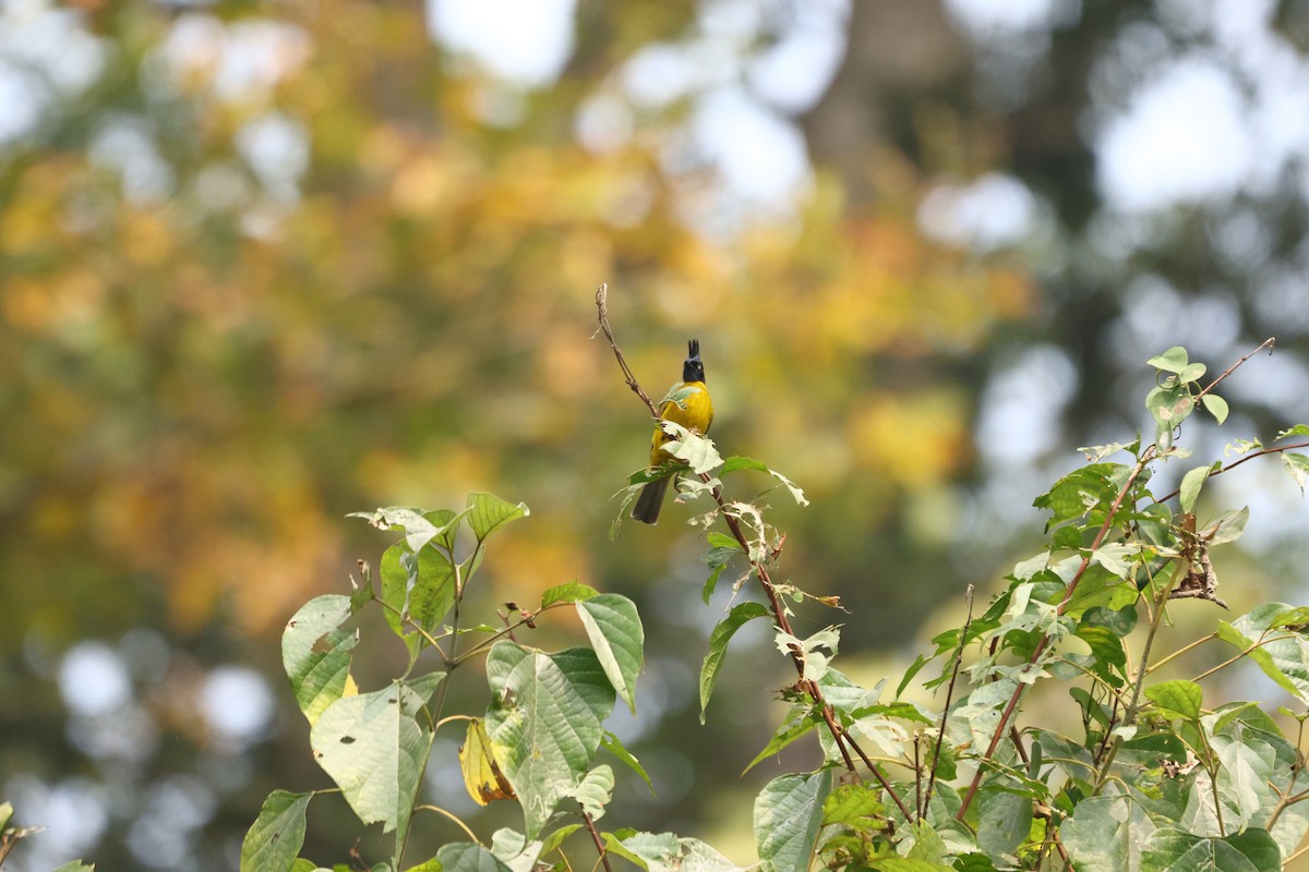 Black-crested Bulbul - ML615386480