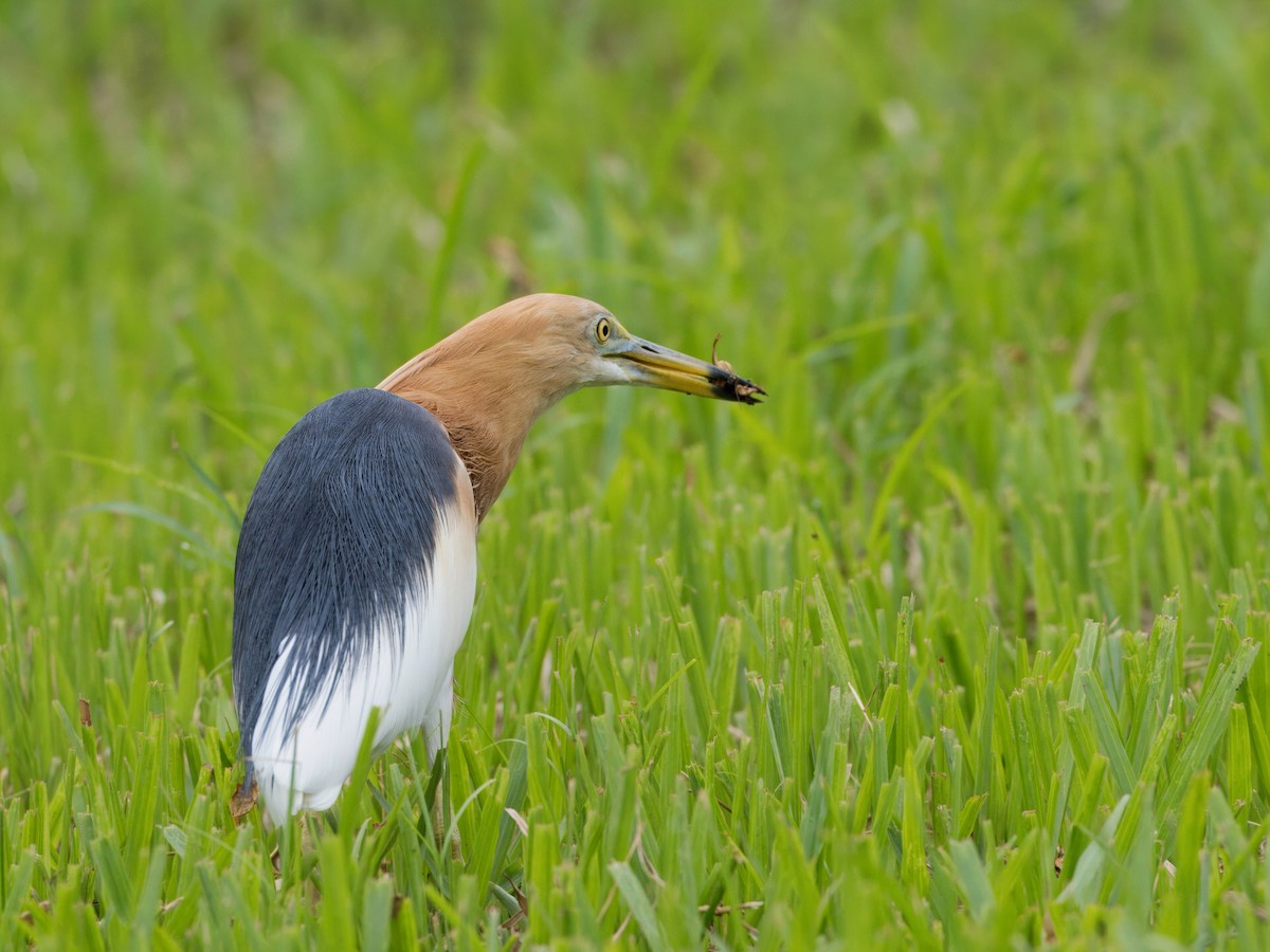 Javan Pond-Heron - ML615386492