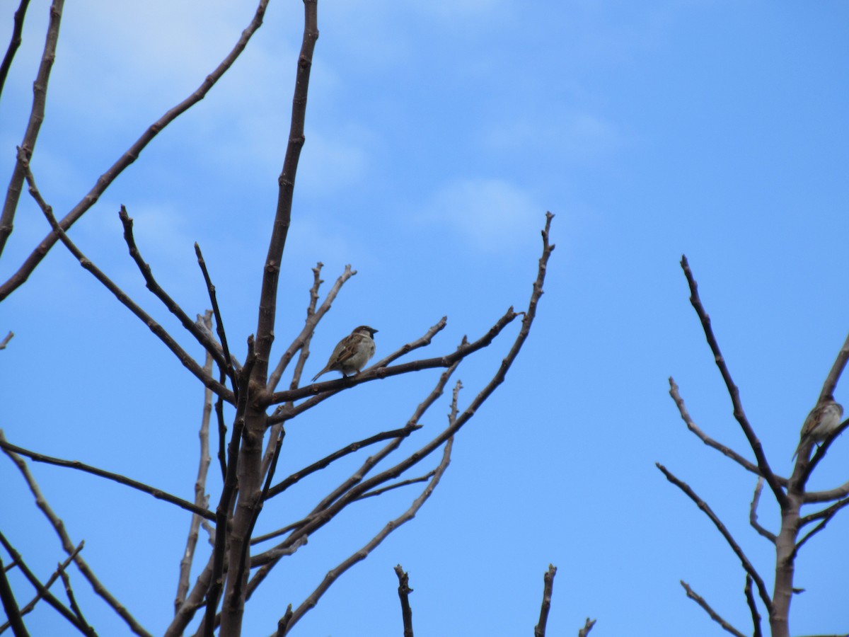 House Sparrow - ML615386566