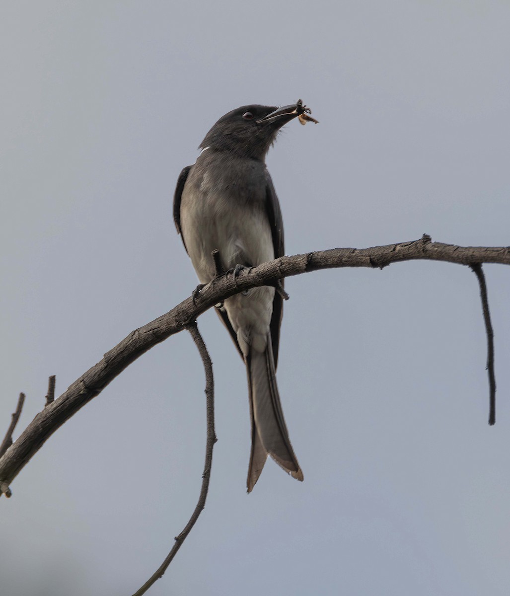 White-bellied Drongo - ML615386574