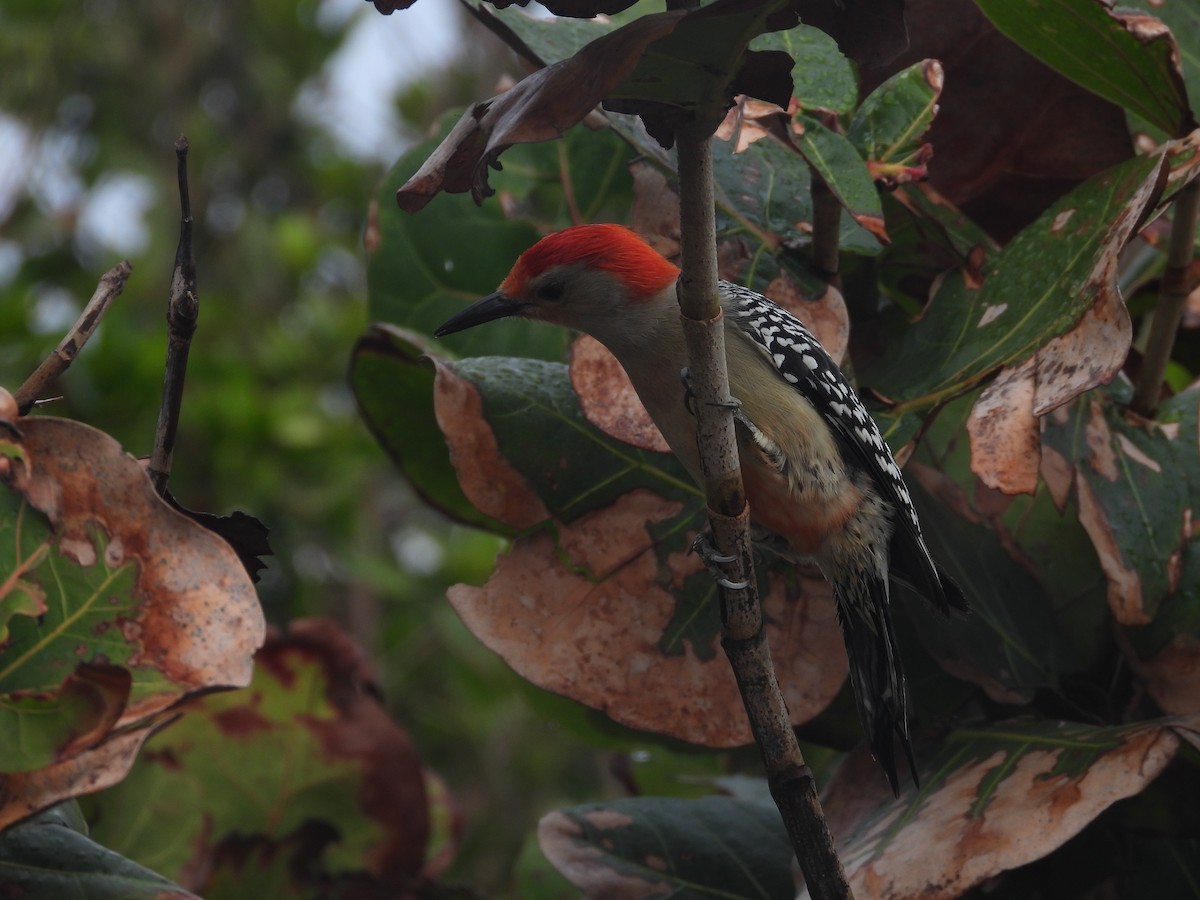 Red-bellied Woodpecker - ML615386578