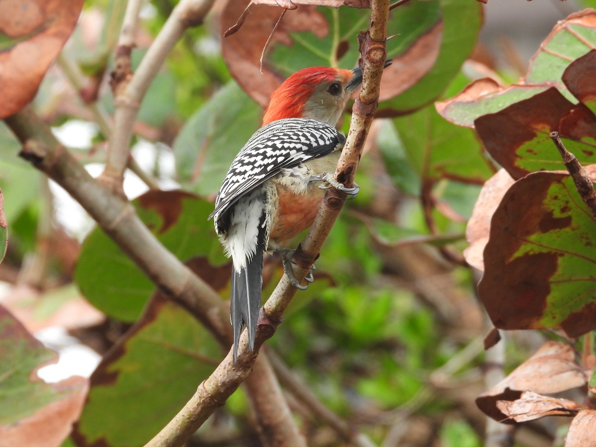 Red-bellied Woodpecker - ML615386579