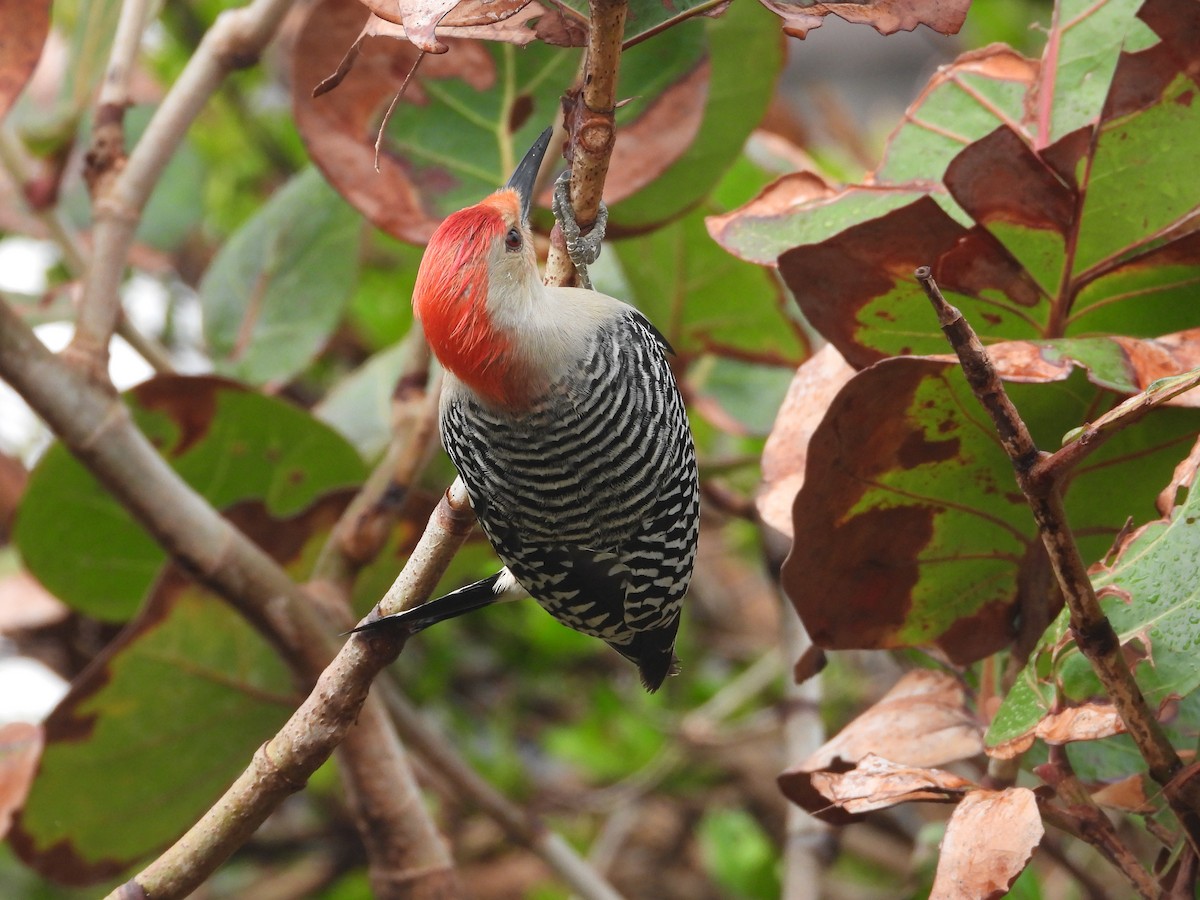 Red-bellied Woodpecker - ML615386580