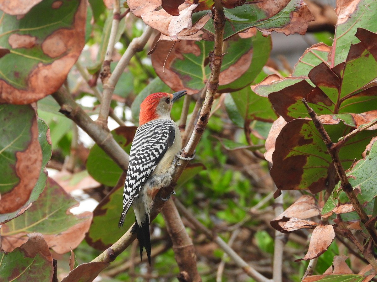 Red-bellied Woodpecker - ML615386581