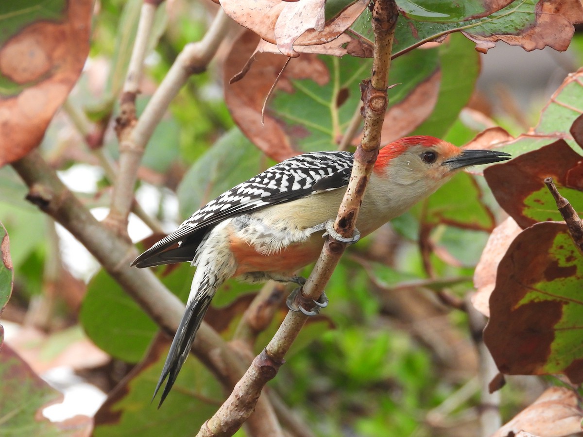 Red-bellied Woodpecker - ML615386582