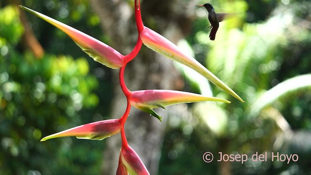 Rufous-tailed Hummingbird - ML615386594