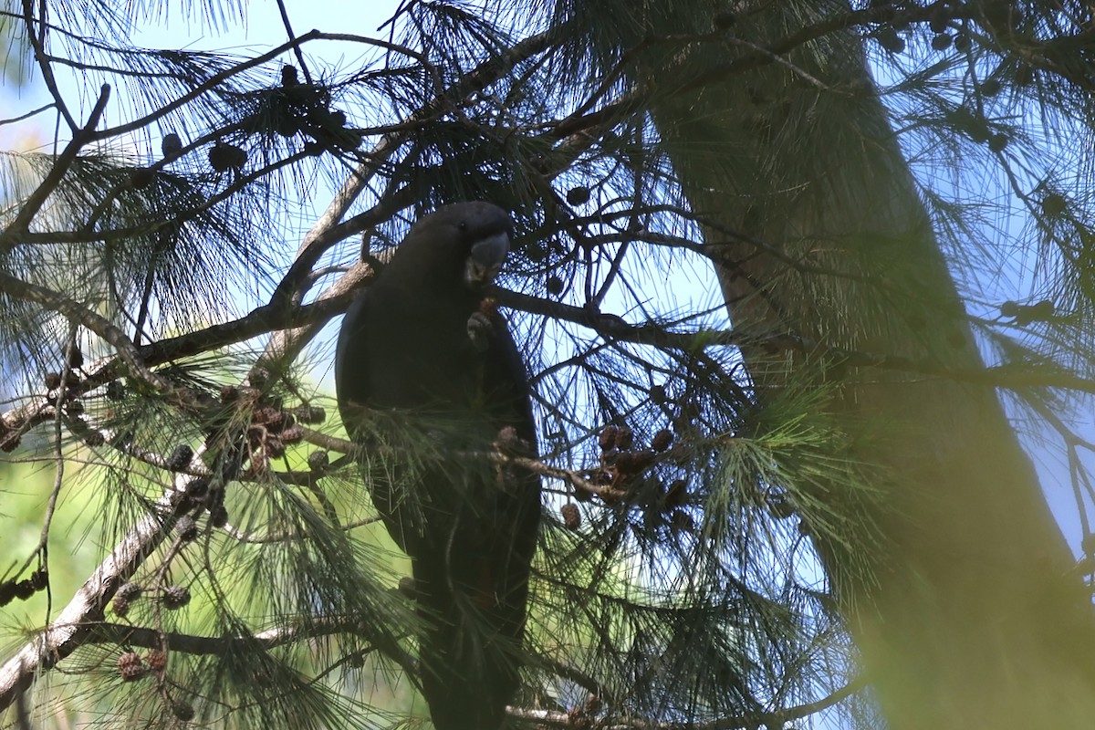 Cacatúa Lustrosa - ML615386632