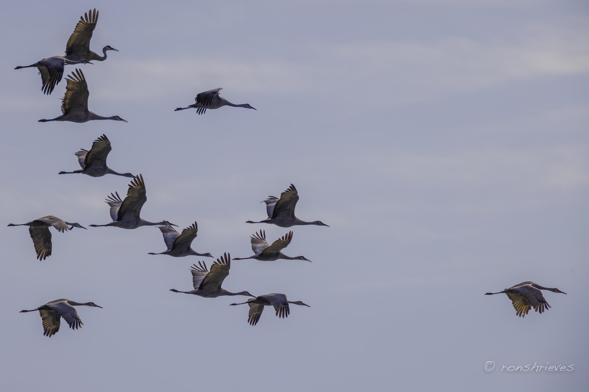 Sandhill Crane - ML615386637