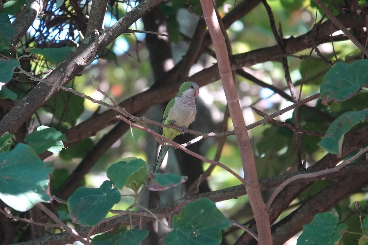 Monk Parakeet - Toby Holmes