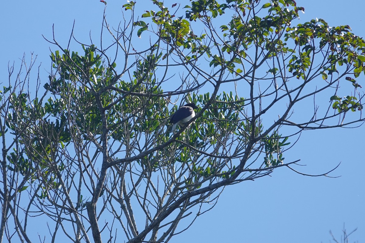 Curl-crested Jay - ML615386658