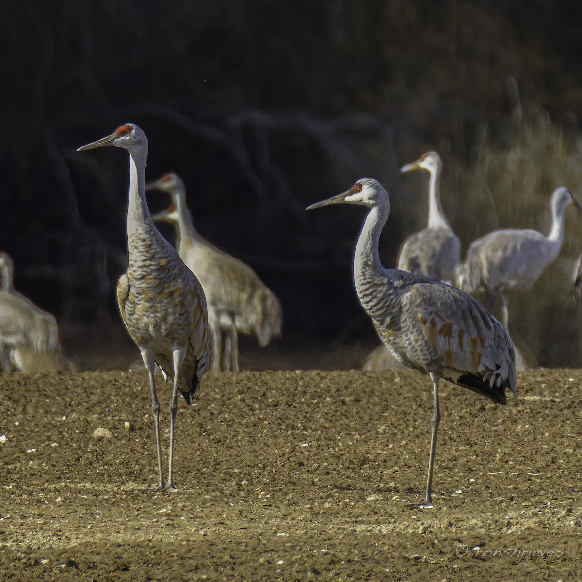 Sandhill Crane - ML615386661