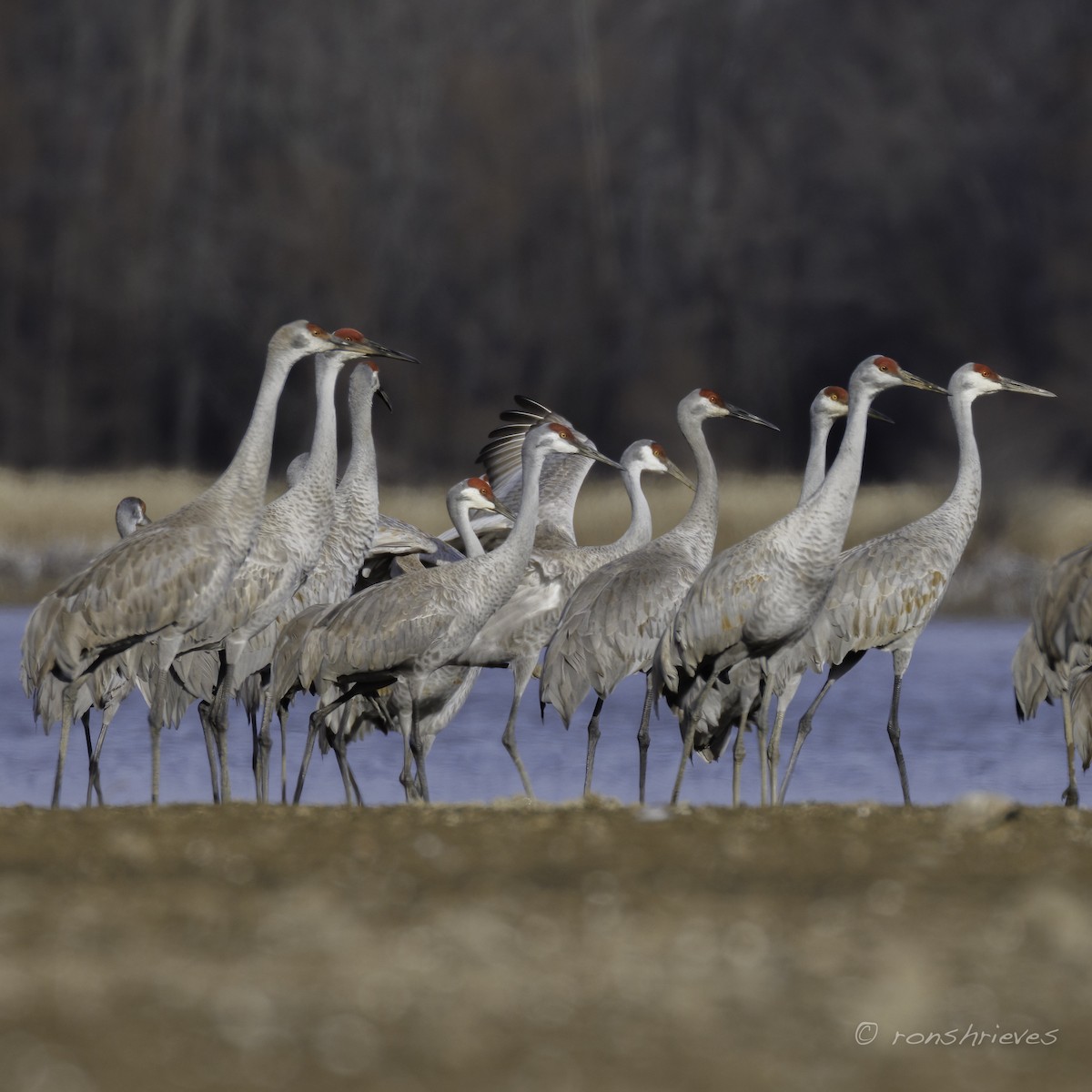 Sandhill Crane - ML615386668