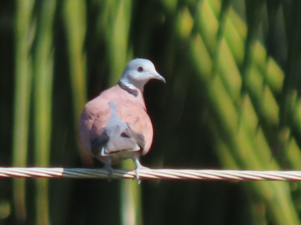 Red Collared-Dove - ML615386669
