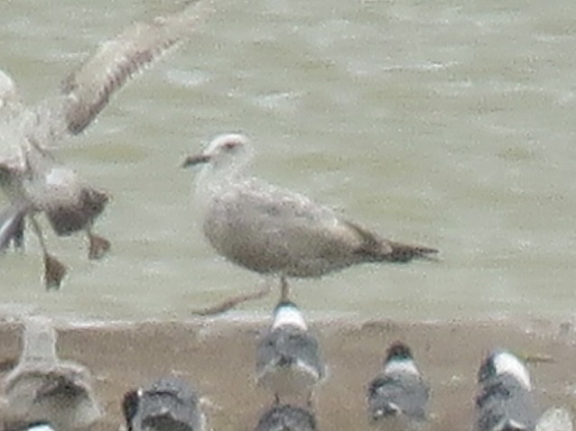 Herring Gull (American) - ML615386694