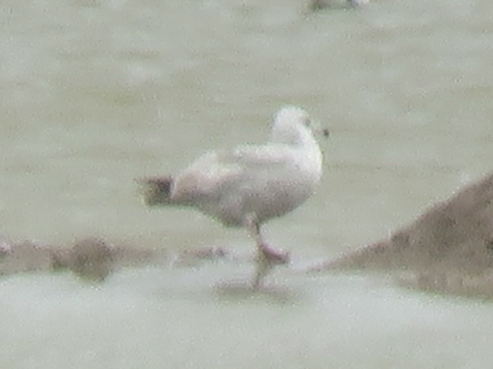 Herring Gull (American) - ML615386695