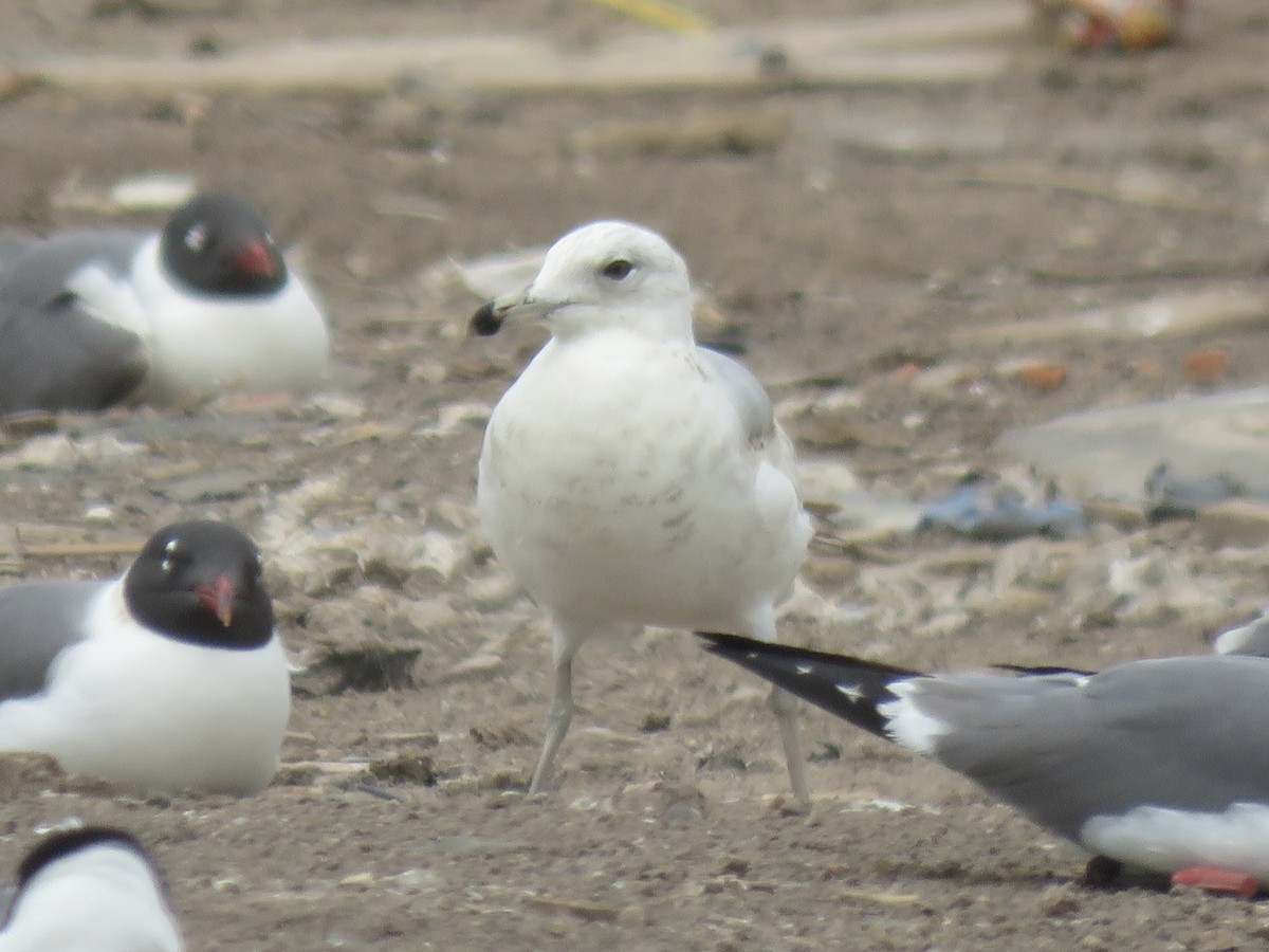 Goéland argenté - ML615386701