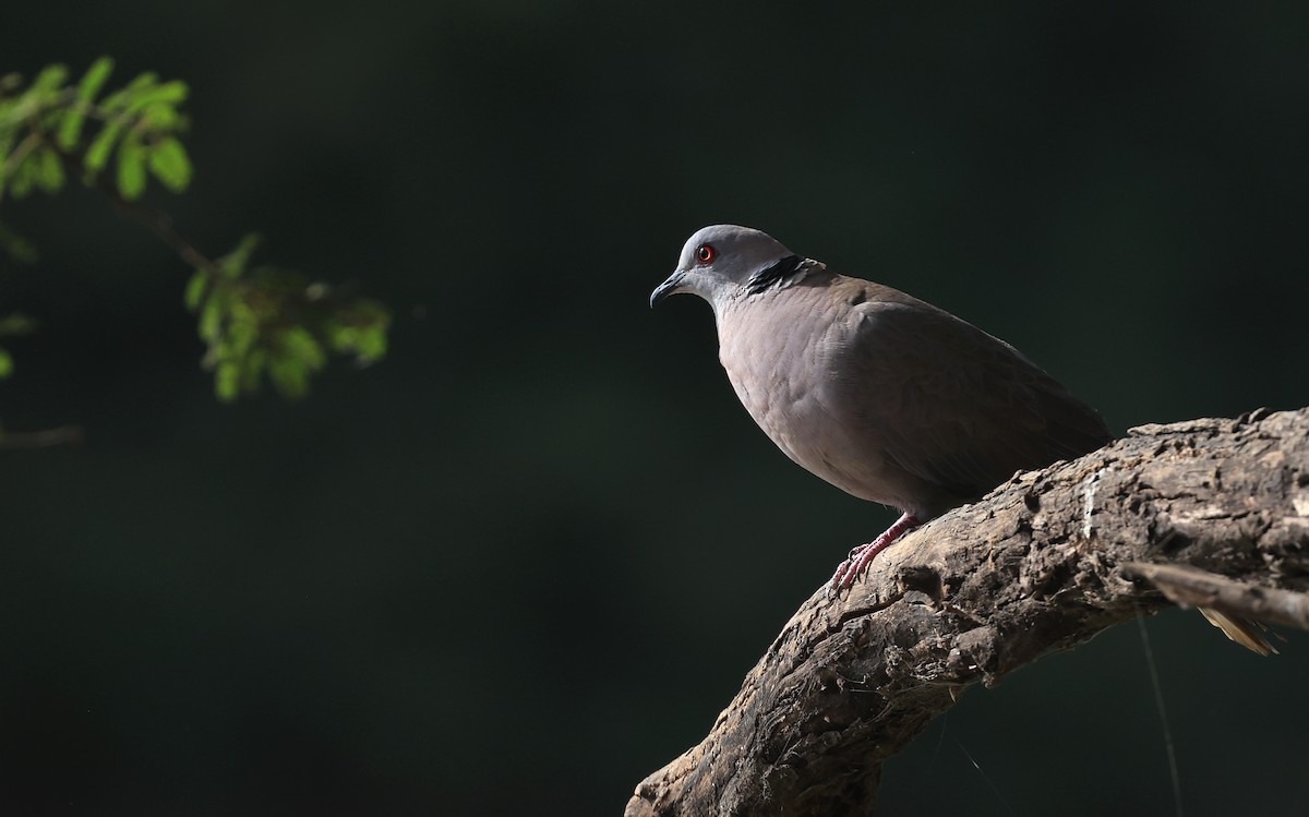 Mourning Collared-Dove - ML615386740