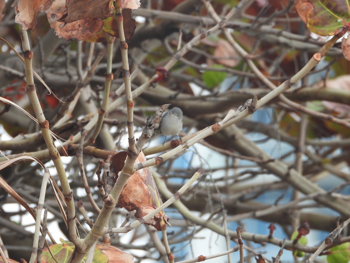 Blue-gray Gnatcatcher - ML615386746