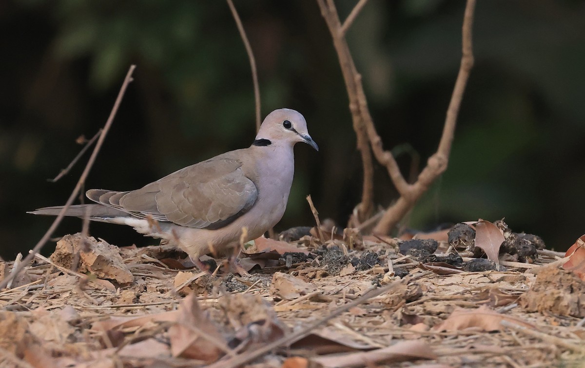 Vinaceous Dove - Patrick MONNEY