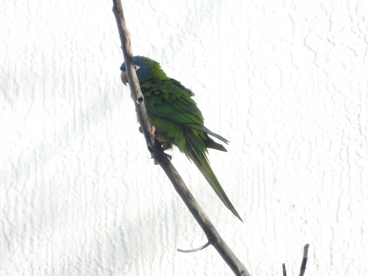 Blue-crowned Parakeet - ML615386797