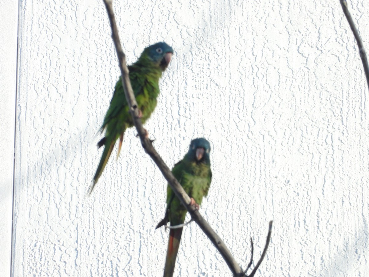 Blue-crowned Parakeet - ML615386798