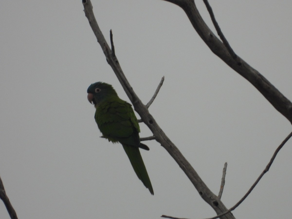 Blue-crowned Parakeet - ML615386799