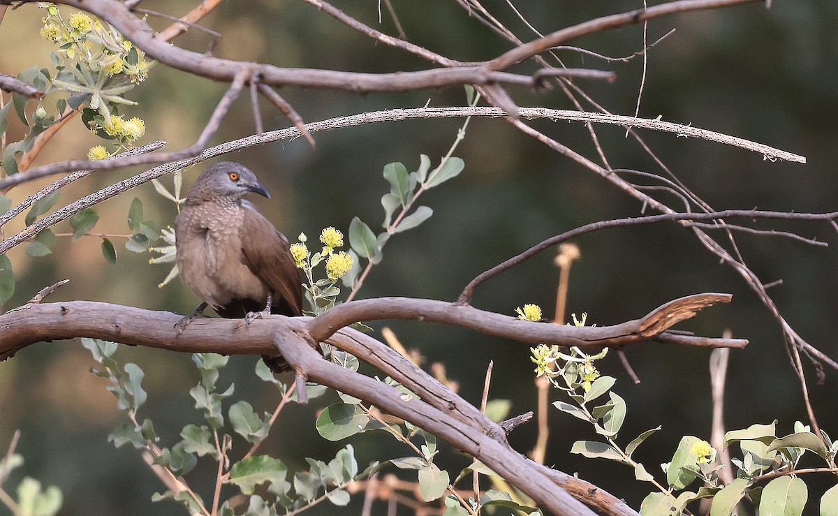 Brown Babbler - ML615386859