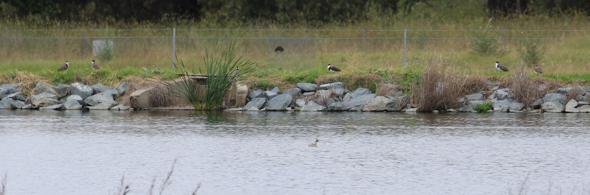 Masked Lapwing (Black-shouldered) - Deb & Rod R