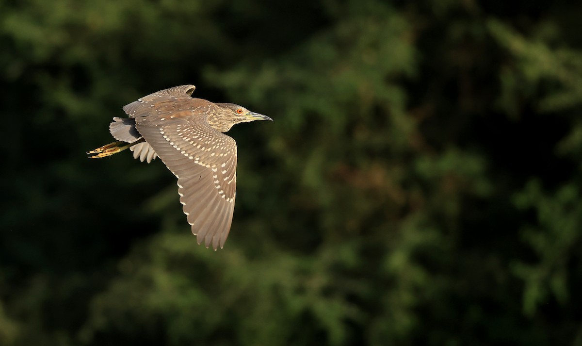 Black-crowned Night Heron - ML615386940