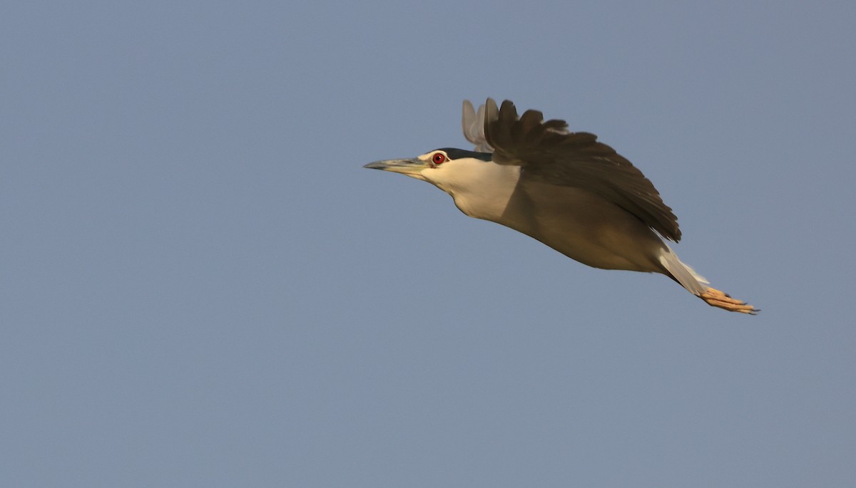 Black-crowned Night Heron - ML615386941