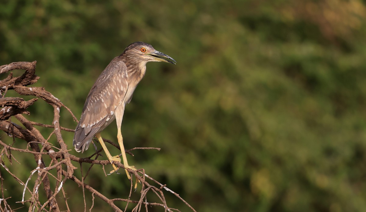 Black-crowned Night Heron - ML615386942