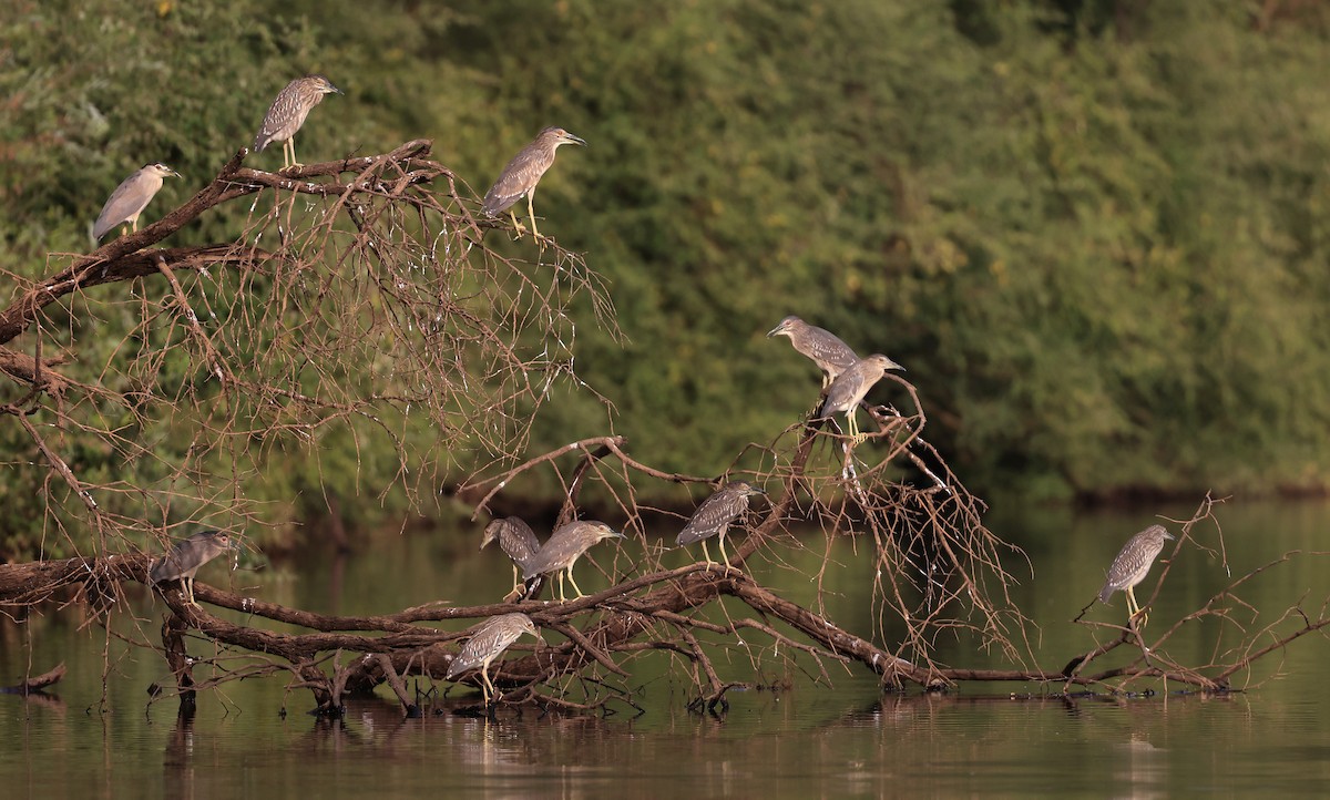 Black-crowned Night Heron - ML615386944