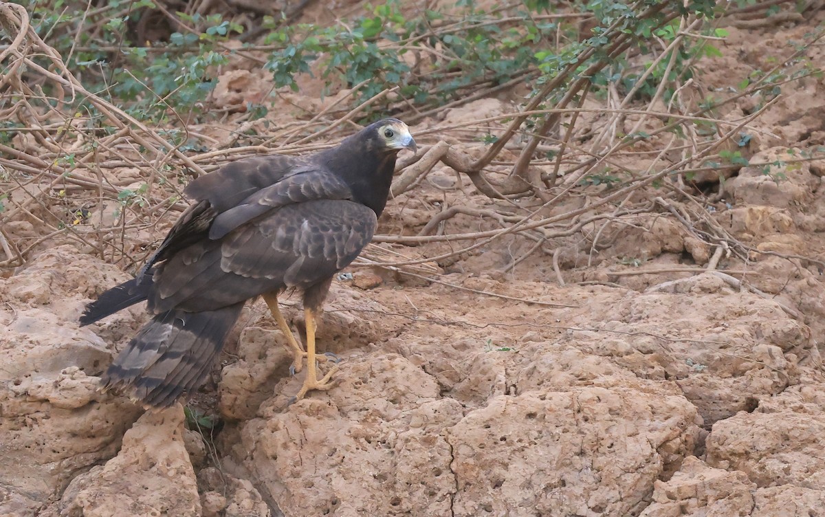 African Harrier-Hawk - Patrick MONNEY