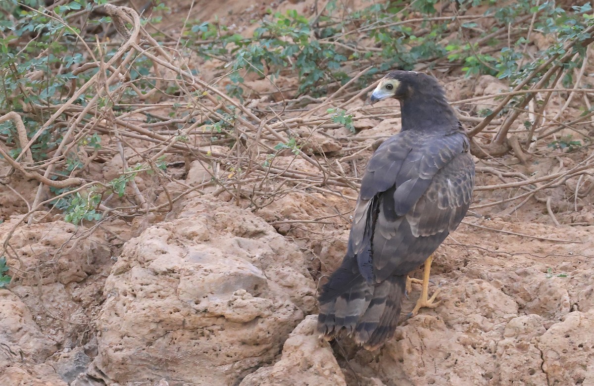 African Harrier-Hawk - ML615386948