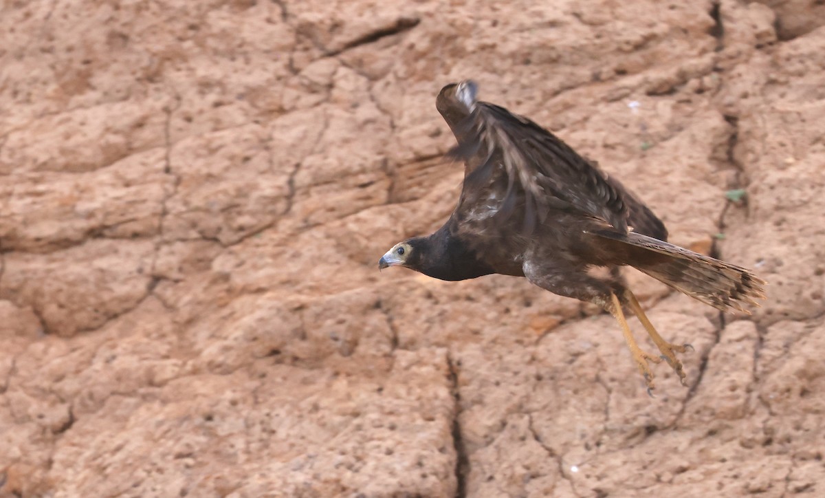 African Harrier-Hawk - Patrick MONNEY