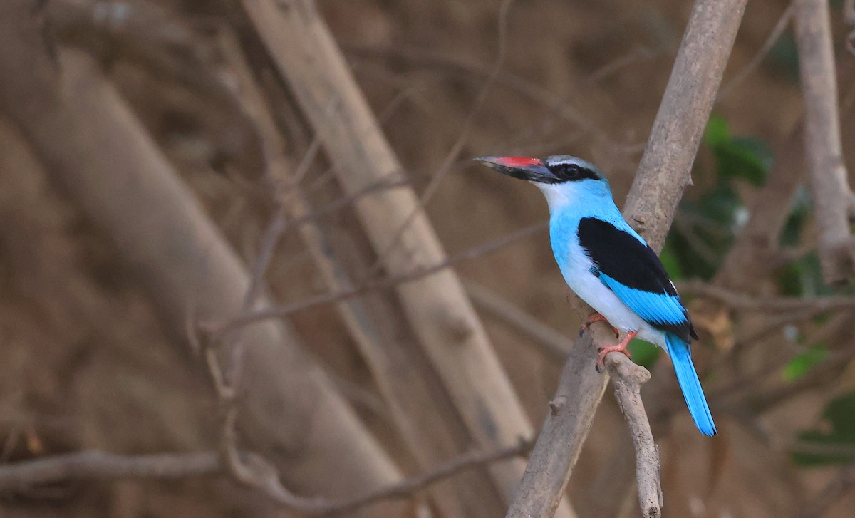Blue-breasted Kingfisher - ML615386956
