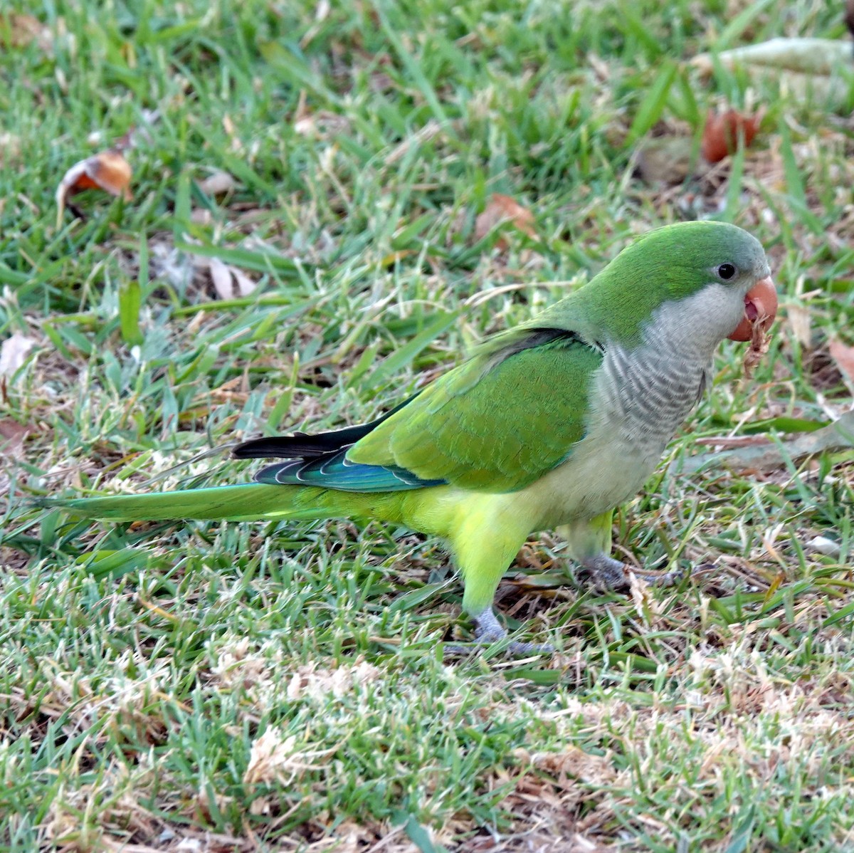 Monk Parakeet - ML615386964