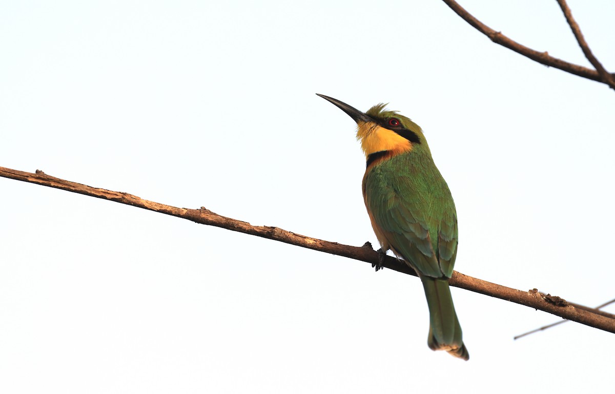 Little Bee-eater - ML615386973