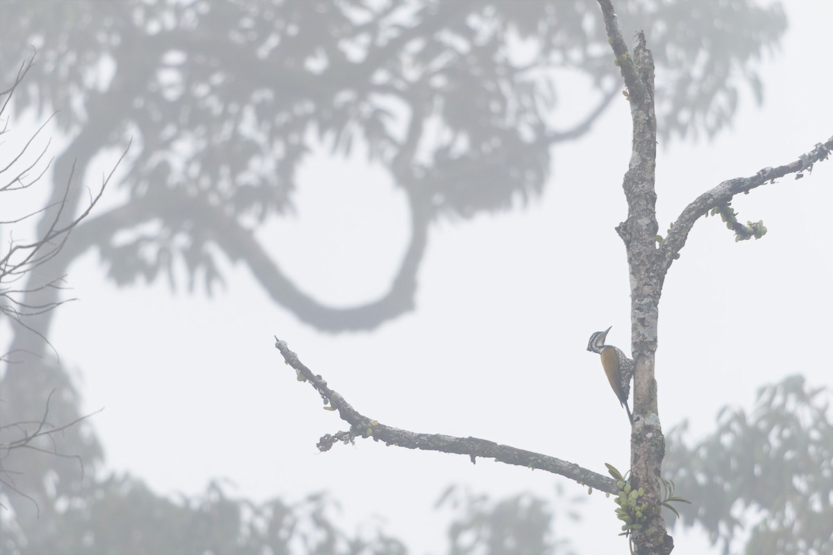 Common Flameback - Martjan Lammertink