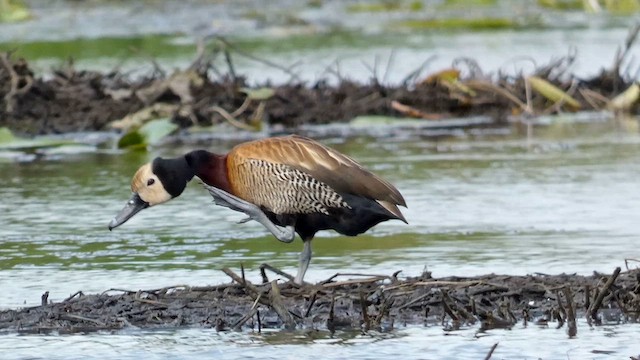 White-faced Whistling-Duck - ML615386999