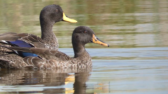 Yellow-billed Duck - ML615387004