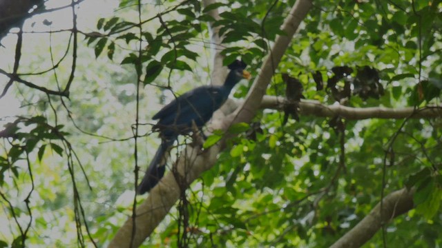 Turaco Gigante - ML615387010