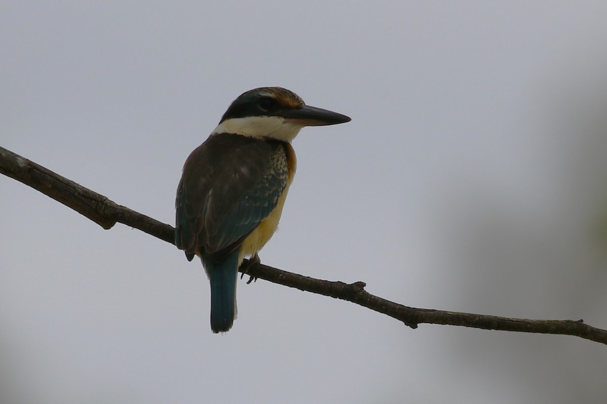 Sacred Kingfisher - ML615387011