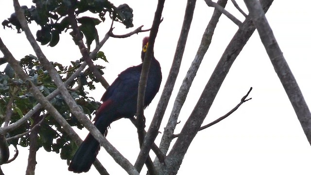 Ross's Turaco - ML615387023