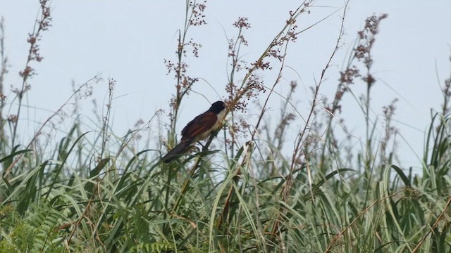 Blue-headed Coucal - ML615387031