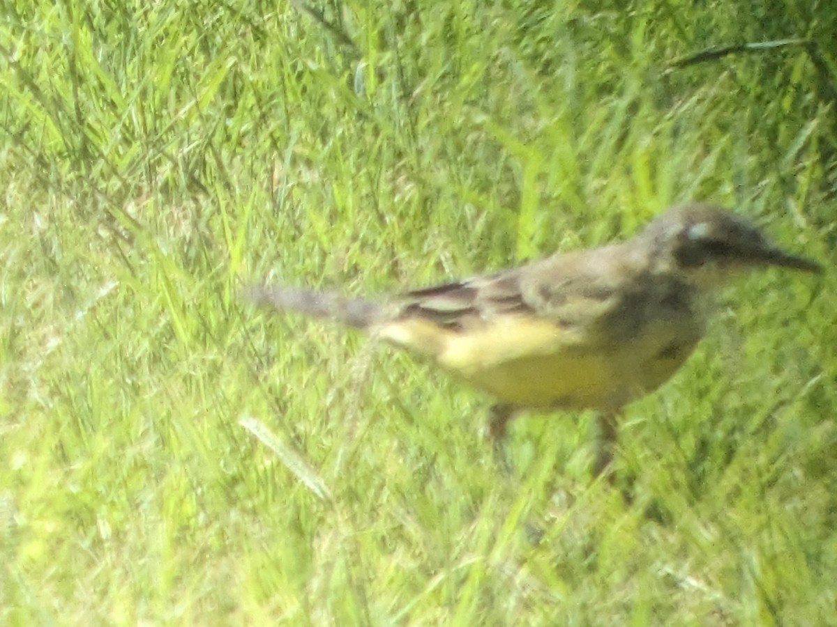 Eastern Yellow Wagtail - ML615387033